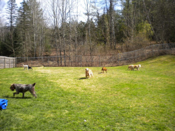 Oona, Millie, Barnaby, Bailey, Ripley, Zeke and McCallister
